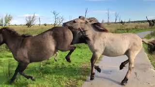 Wilde paarden in natuurgebied de Oostvaardersplassen [upl. by Anairad457]