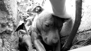 Hope For Paws  Pitbull Rescue in Black amp White [upl. by Irolav]