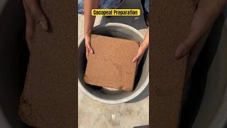 How to use Cocopeat gardening cocopeat ashortaday [upl. by Drofub]