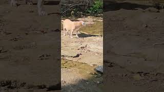 PROSPECTING INDIANA Dogs and GOLD RPE SLUISE RUN justsluiceit ibpc youtubeshorts [upl. by Rico481]