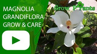 Magnolia grandiflora tree  growing amp care shade tree [upl. by Neehahs]