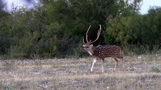 Making Dreams Come True on a South Texas Axis Hunt [upl. by Morrell]