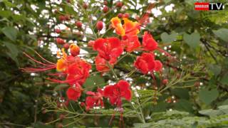 Flamboyant nain Caesalpinia pulcherrima [upl. by Culley195]