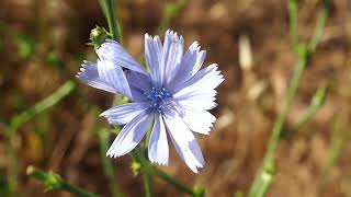 la quotChicorée amèrequot ou quotBarbe de Capucinquot 🍀 plante sauvage comestible [upl. by Rfinnej]