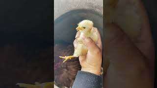 Miren cuantos pollitos abarcó mi gallina en mi corral 🐥 [upl. by Eissat]