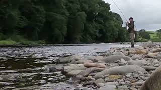 Salmon Fly Casting Practice on the River Lune [upl. by Nlocnil]