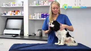 Dog Ear Infections DIY Remedies That Work [upl. by Hcahsem95]