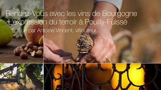 PouillyFuissé vue par Antoine Vincent [upl. by Annavas]