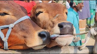 Gabtoli gorur haat 2024 today। Big cow in the Bangladesh 2024 । Big cow 2024 । Big bull 2024 EP55 [upl. by Annalee]