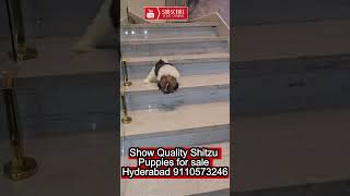 shihtzu puppies for sale in hyderabad [upl. by Aili841]