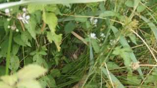 Sedge Warbler nest [upl. by Antone]