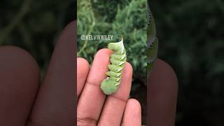 Finding a Tomato Hornworm 🍅 [upl. by Strong184]