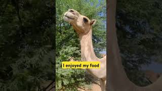 Camel  camel behaviour  Aapno Rajasthan  Deshi life style camel desert [upl. by Aneel289]