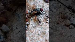 Red ants vs Black ants Fight for prey [upl. by Elocel]