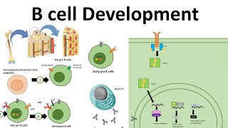 B cell development [upl. by Cannon]