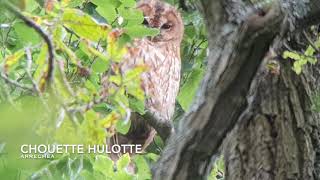 Chouette hulotte  Strix aluco [upl. by Kurtis]