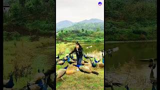 Lovely peacock videopeacock hindisong bollywood love music funny [upl. by Wilhelmine]