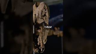 Did TRex Really Have Feathers 🦖 Unbelievable Dino Facts Revealed dailyfacts youtubeshorts [upl. by Lynnette]