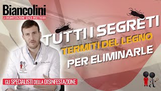 📌Termiti del legno tutti i segreti per eliminarle📌 [upl. by Collie]