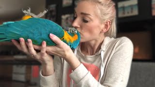 DO MACAWS MAKE GOOD PETS  Must Knows About Macaw Parrots [upl. by Natascha]