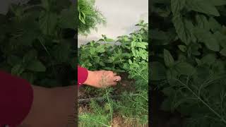 Tap taze dereotu hasatı Fresh Dill harvest dill dereotu tarım turkeyfarming turkeyfarm [upl. by Grega]