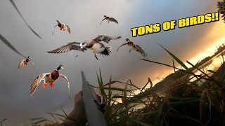 Hunting DUCK OPENER INSANE MIXED BAG [upl. by Ahcarb]