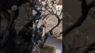 OMIYA BONSAI Prunus mune Japanese apricot 野梅 [upl. by Aniala]