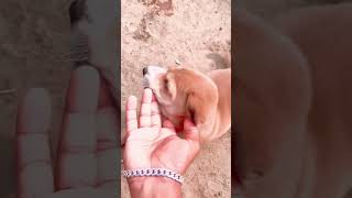 Happiest new Year animal Lover ddeepak [upl. by Alyt910]