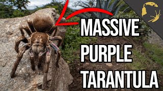 Live Tarantula Fieldtrip Stories Ecuador and Pamphobeteus ultramarinus [upl. by Blanka]