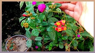 338Rondeletia odorata Panama Rose plant propagation from cutting and pot layer [upl. by Lad]