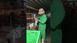 Piglet new born cut teeth piglet EP 23 piglet farming [upl. by O'Neil549]