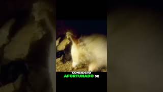 Rescate De Un Mapache Albino En Una Cueva Subterránea😧 [upl. by Romie988]