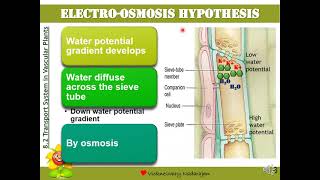 Biology STPM Translocation Hypothesis Electroosmosis Cytoplasmic Streaming amp Peristaltic Wave [upl. by Alejandro]