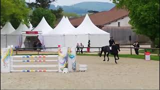 Cheval à vendre  Jument de 6 ans sbs par i am special de muze  Vidéo 3  equirodicom [upl. by Ahsinak941]