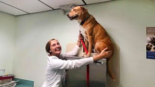 50 Momentos de la reacción de un perro valiente al darse cuenta de que va al veterinario [upl. by Merton]