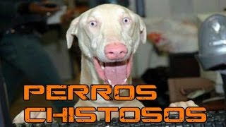 Videos de risa de perros 2023 chistosos [upl. by Clemens974]