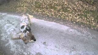 Chasse petit gibier avec chien darret en montagne Montaimont  faisans [upl. by Ahsekam95]