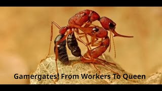 CAN WORKER ANTS BECOME QUEENS DISCOVER THE SECRET OF THE GAMERGATES [upl. by Abernon]