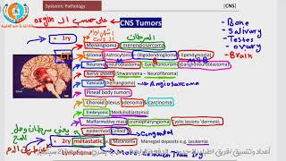 1 Pathology of CNS  tumors of CNS part 1  للدكتور عبدالرحمن خليفة  لأمراض الجهاز العصبي المركزي [upl. by Icnarf344]