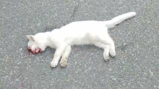 A baby kitten poor white cat was found stranded on the road animal nature [upl. by Orrin]