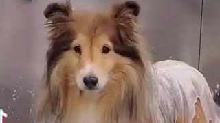 Adorable Sheltie  Senior Shetland Sheepdog [upl. by Gustave]