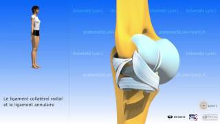 Le coude  arthrologie  larticulation radioulnaire supérieure [upl. by Schiro193]