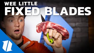 Ultimate Small Fixed Blade Test amp Comparison  Week One Wednesday  Live [upl. by Pyszka]