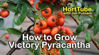 How to grow Victory Pyracantha  Evergreen Screening Plant With Red Berries [upl. by Niveb]