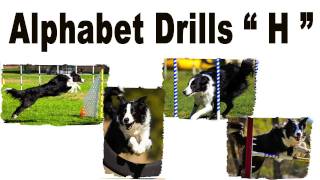 Alphabet Drills  H Agility dog training [upl. by Nahgeam483]