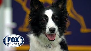 Watch 5 of the best WKC Dog Show moments to celebrate National Puppy Day  FOX SPORTS [upl. by Nnyltiac314]