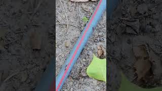 leaf cutter ants on the hose highway [upl. by Ocsisnarf975]