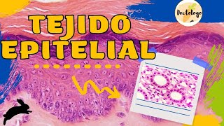 TEJIDO EPITELIAL HISTOLOGIA  RESUMEN SACADO DE LOS LIBROS [upl. by Gwynne361]