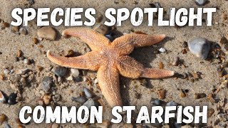 Species Spotlight  Common Starfish Asterias rubens [upl. by Eibob]