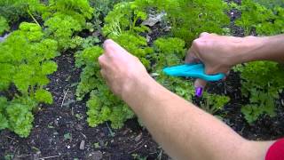 Harvesting Parsley [upl. by Annatsirhc436]